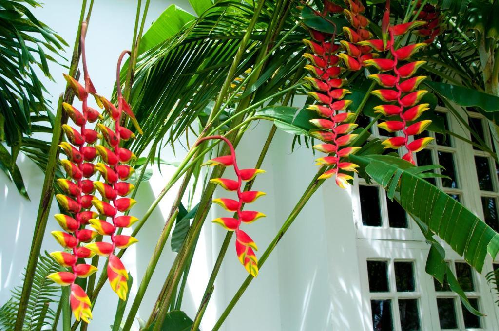 فندق Negril Palms المظهر الخارجي الصورة